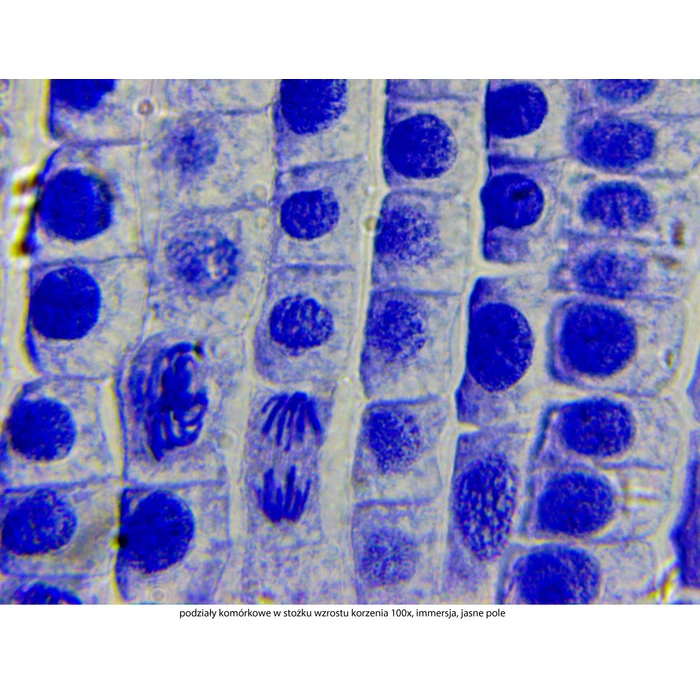 Mikroskop Delta Optical Genetic Pro Trino