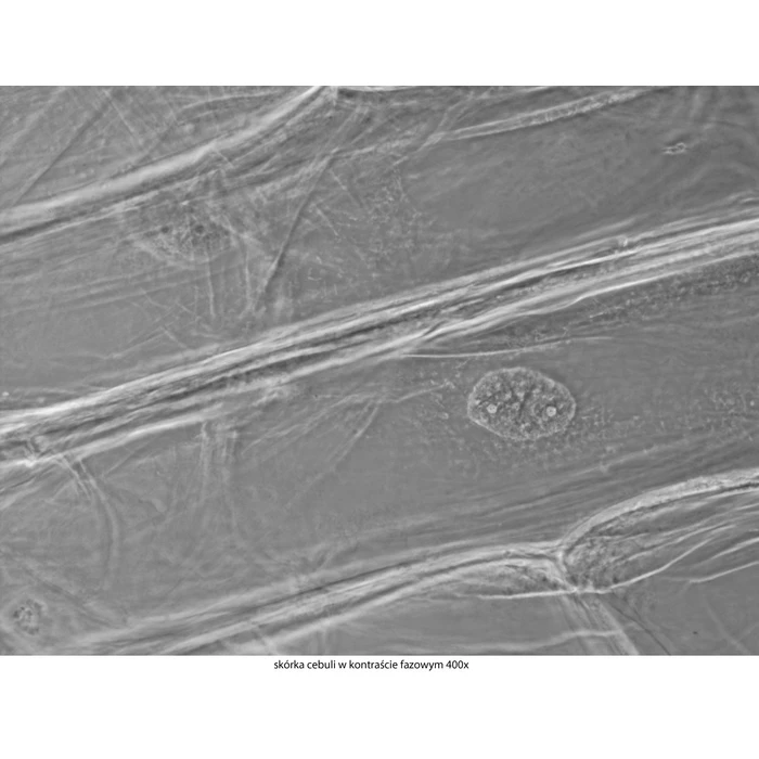 Mikroskop Delta Optical Genetic Pro Trino