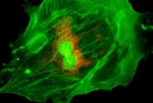 Moduł do epifluorescencji do mikroskopów serii Evolution 100