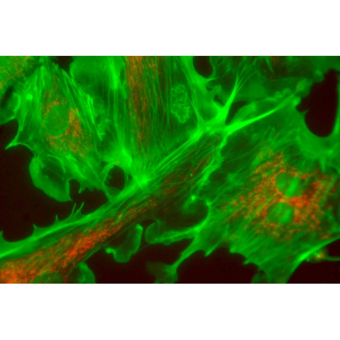 Moduł do epifluorescencji do mikroskopów serii Evolution 100