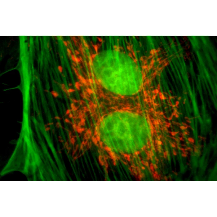 Moduł do epifluorescencji do mikroskopów serii Evolution 100