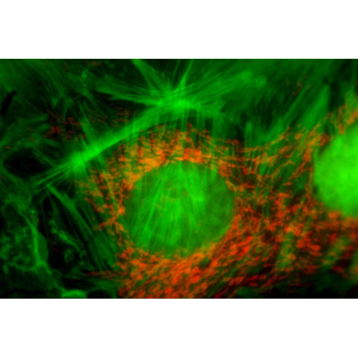 Moduł do epifluorescencji do mikroskopów serii Evolution 100