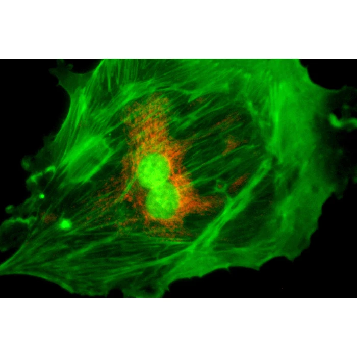 Moduł do epifluorescencji do mikroskopów serii Evolution 100