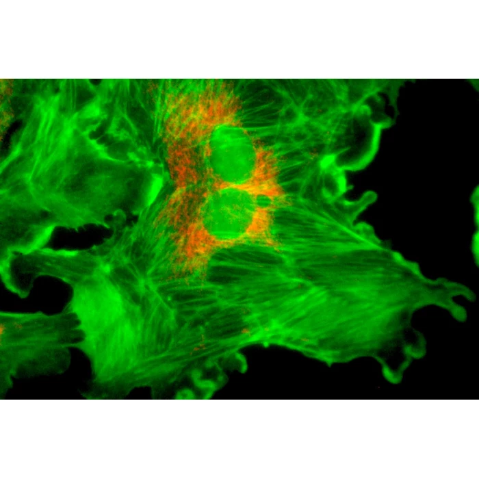 Moduł do epifluorescencji do mikroskopów serii Evolution 100