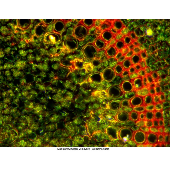 Mikroskop Delta Optical Genetic Pro Mono