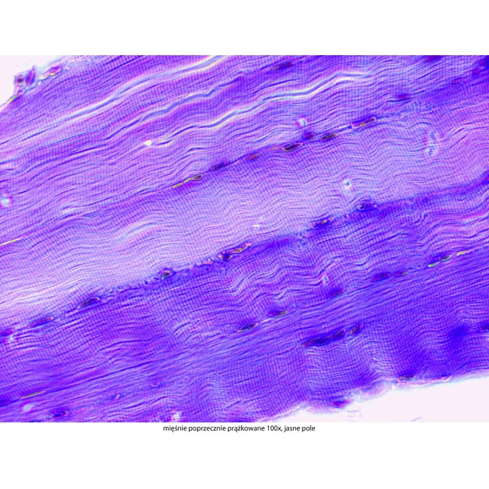 Mikroskop Delta Optical Genetic Pro Mono