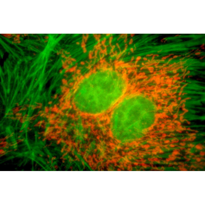 Moduł do epifluorescencji do mikroskopów serii Evolution 100