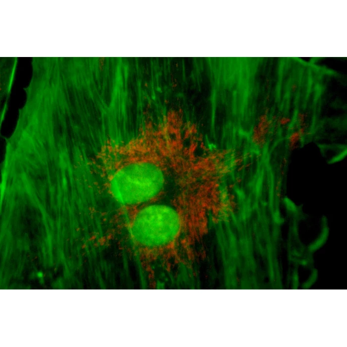 Moduł do epifluorescencji do mikroskopów serii Evolution 100