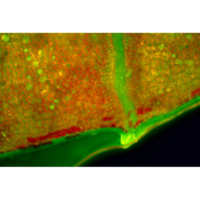 Moduł do epifluorescencji do mikroskopów serii Evolution 100