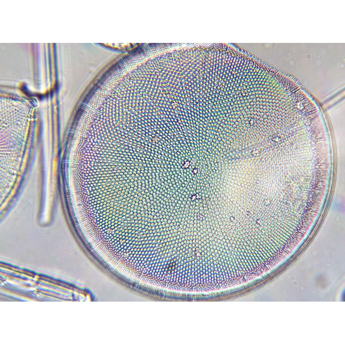 Obiektyw achromatyczny 100x (Biostage II)