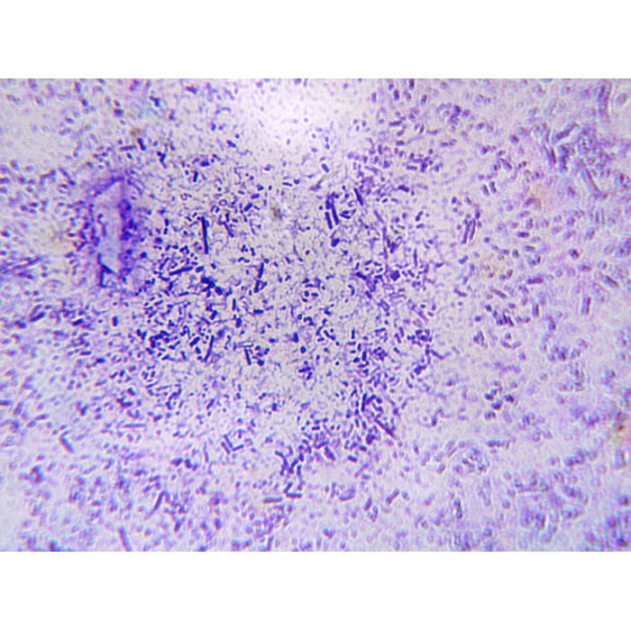 Obiektyw achromatyczny 100x (Biostage II)