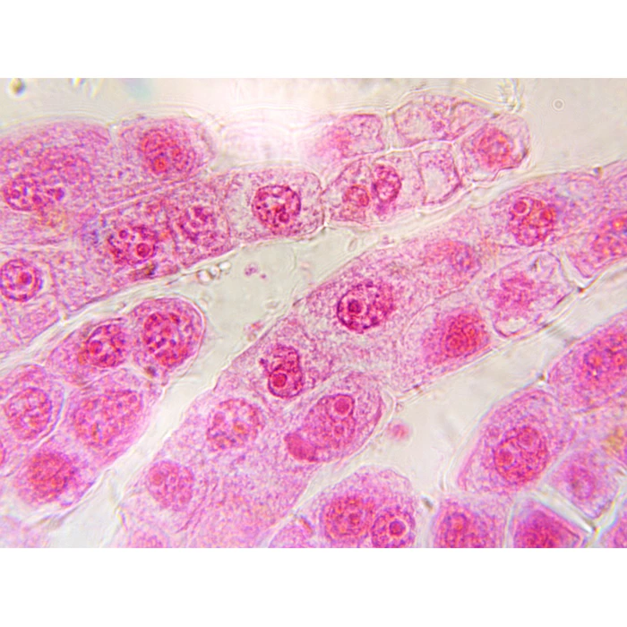 Obiektyw achromatyczny 100x (Biostage II)