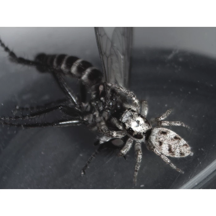 Mikroskop stereoskopowy Delta Optical SZ-450T + statyw F1