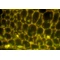 Zestaw do epifluorescencji do mikroskopu ProteOne