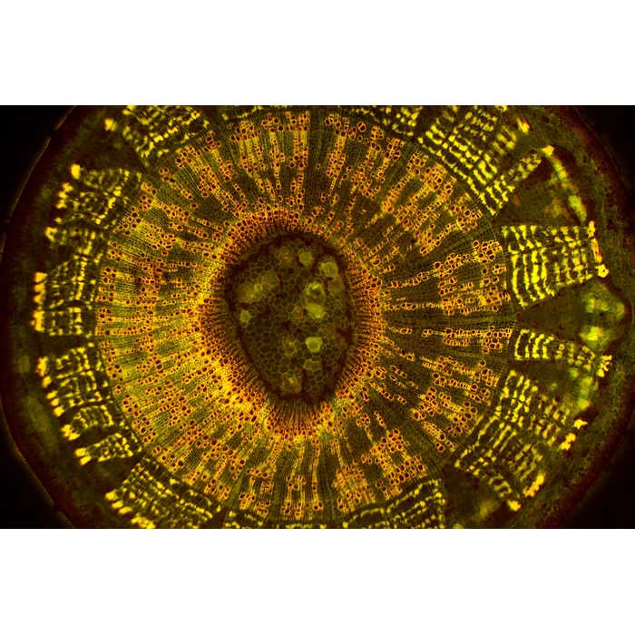 Zestaw do epifluorescencji do mikroskopu ProteOne