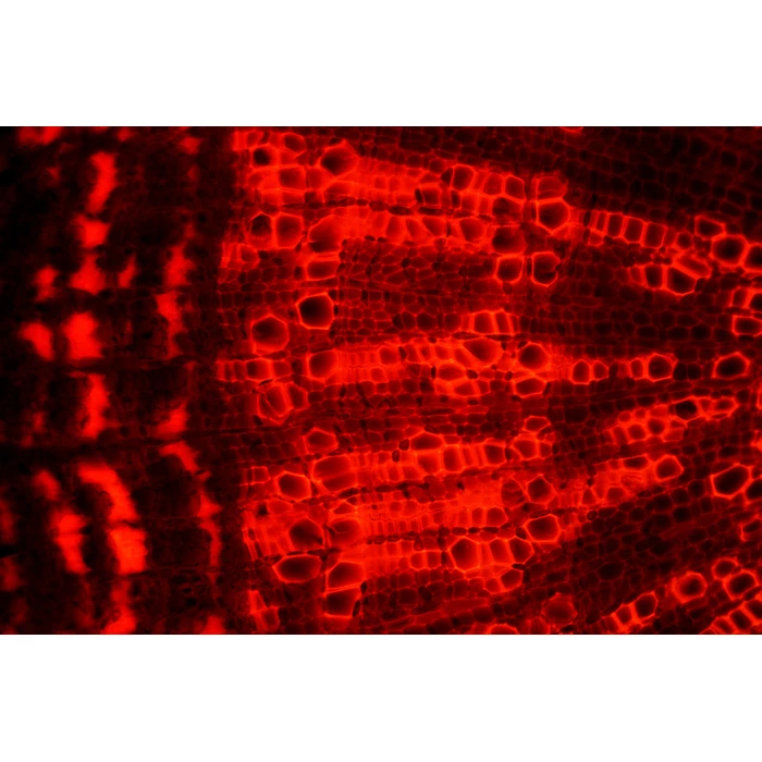 Zestaw do epifluorescencji do mikroskopu ProteOne