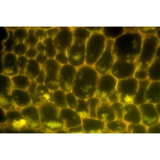 Zestaw do epifluorescencji do mikroskopu ProteOne