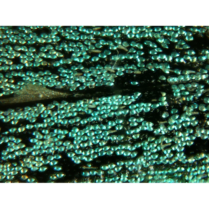 Mikroskop BioLight 100 niebieski + Kamera mikroskopowa DLT-Cam Basic 2MP USB 2.0