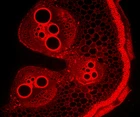 Zestaw do epifluorescencji do mikroskopu L-1000