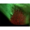 Zestaw do epifluorescencji do mikroskopu L-1000