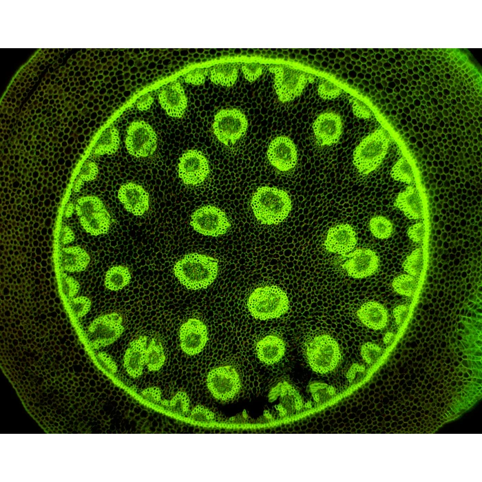 Zestaw do epifluorescencji do mikroskopu L-1000