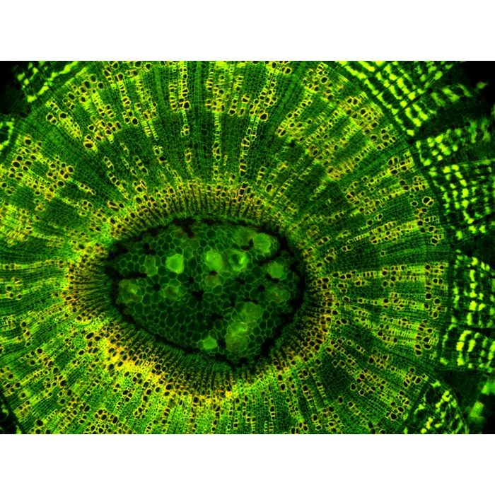 Zestaw do epifluorescencji do mikroskopu L-1000