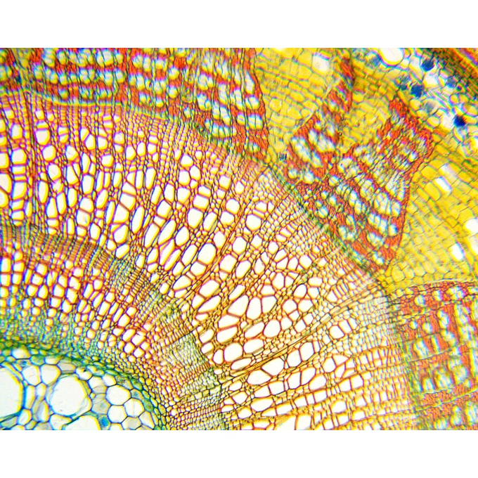 Mikroskop BioLight 100 niebieski